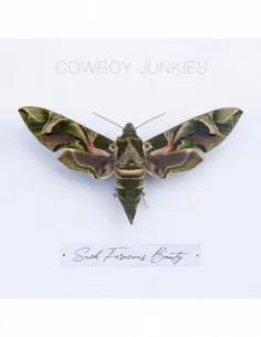 Cowboy Junkies - Such Ferocious Beauty (Translucent Lp)