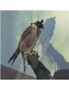 Iceage - You'Re Nothing