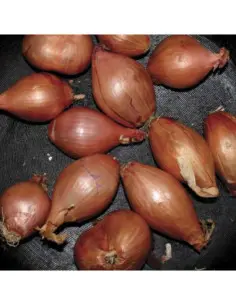 Ty Segall - Fried Shallots (Mix)
