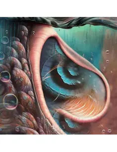 Meddle Reimagined - A Tribute To Pink Floyd/ Var - Meddle Reimagined - A Tribute To Pink Floyd / Var sp