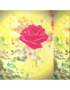 Lambchop - Trip (Iex) (Coke Bottle Clear / Yellow)