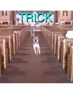 Alex G - Trick