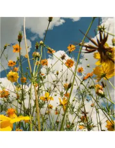 Tasha - You Are Spring! (Yellowwildflower Vinyl)
